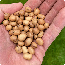 graines de MP SEEDS