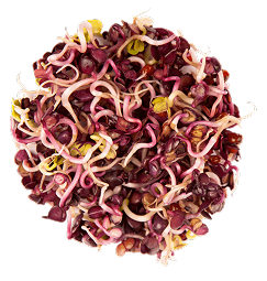 pousses MP Seeds
