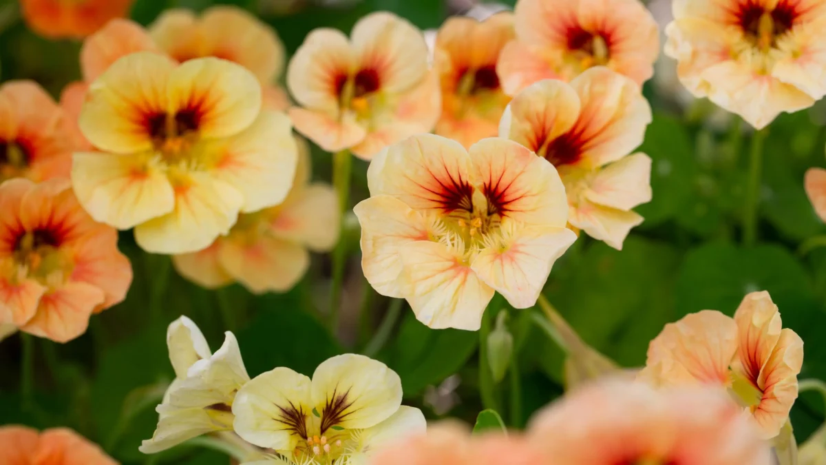 fleurs comestibles MP Seeds