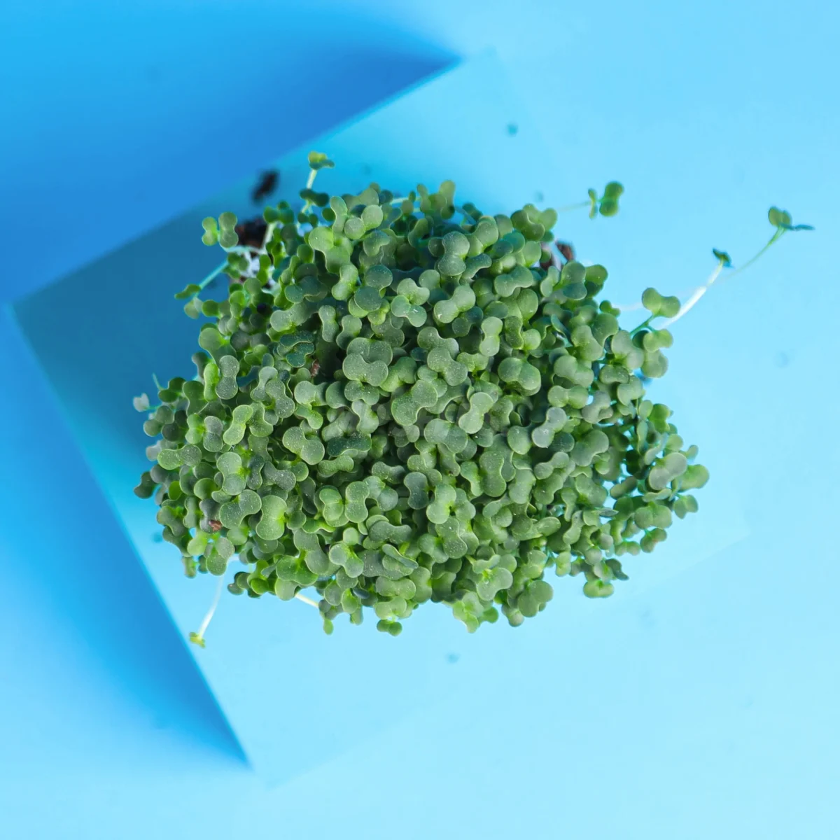 micro-pousses de pak choï, graines MP seeds