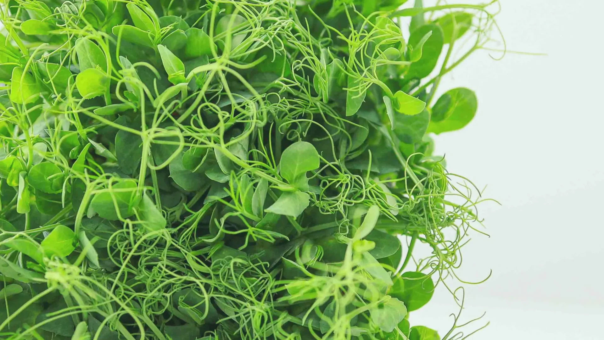 Comparaison des micropousses de pois : choisir la variété idéale pour votre potager urbain