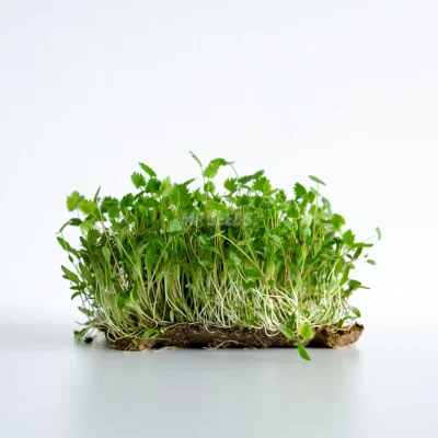 Micropousses d’anis cultivées à partir de graines MP SEEDS