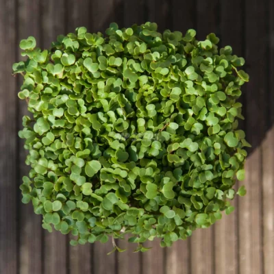Micro-pousses de pois « Frilly 2.4 » cultivées à partir de graines MP Seeds