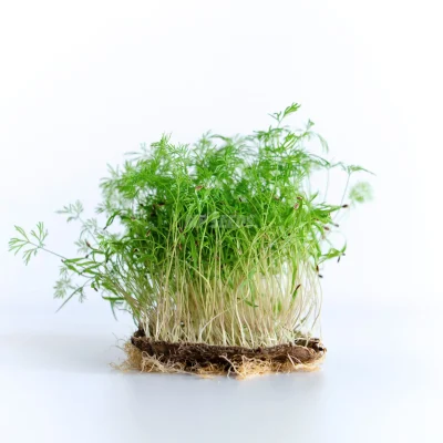 Micropousses de fenouil cultivées à partir de graines MP SEEDS.