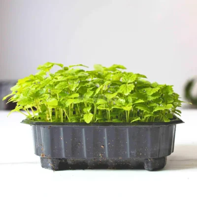 Micro-pousses de mélisse citronnée issues de graines MP Seeds