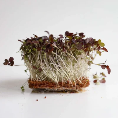 Micro-pousses de moutarde Radd cultivées à partir de nos graines