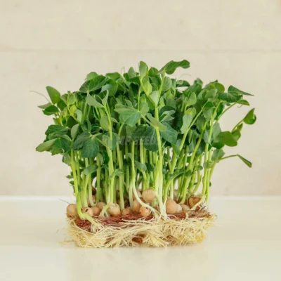 Micro-pousses de pois cultivées à partir de graines MP Seeds