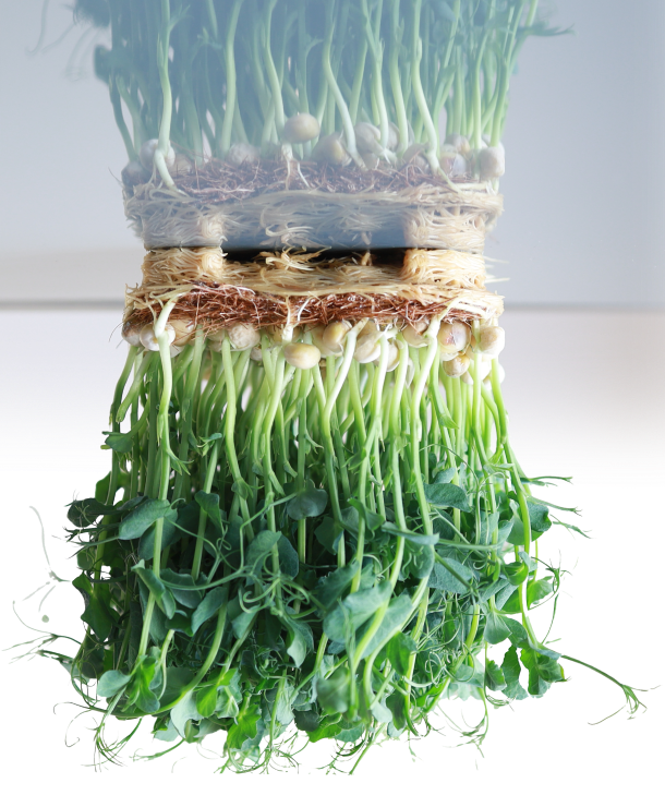Micro-pousses MP Seeds