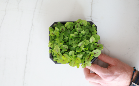 Micro-pousses cultivées à partir de nos graines