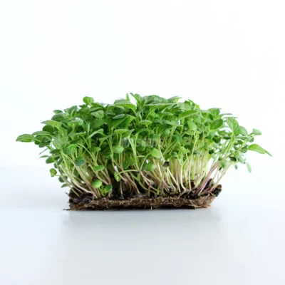 Micro-pousses de sauge issues de graines de la marque MP Seeds.