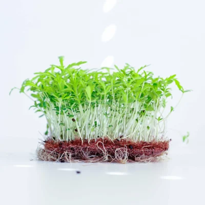 Micro-pousses de Shungiku issues de graines MP Seeds