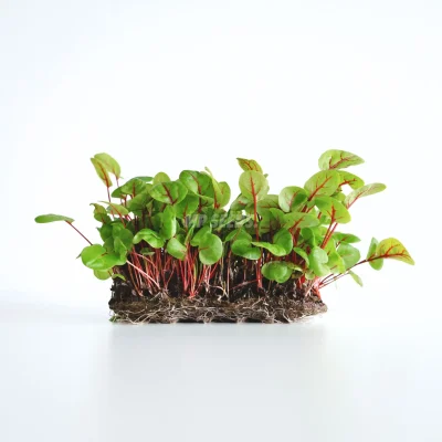 Micropousses d’oseille veinée rouge cultivées à partir de graines MP SEEDS.