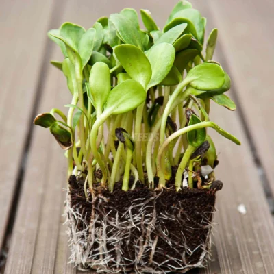 Micro-pousses de tournesol géant cultivées à partir de nos graines