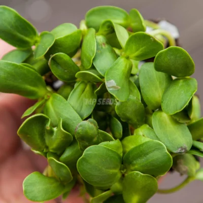 Micro-pousses de tournesol géant cultivées à partir de nos graines