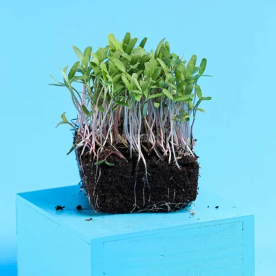 Micro-pousses avec racines de tagètes roses issues de graines de MP SEEDS