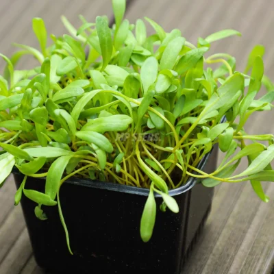 Micro-pousses de betterave jaune cultivées à partir de nos graines