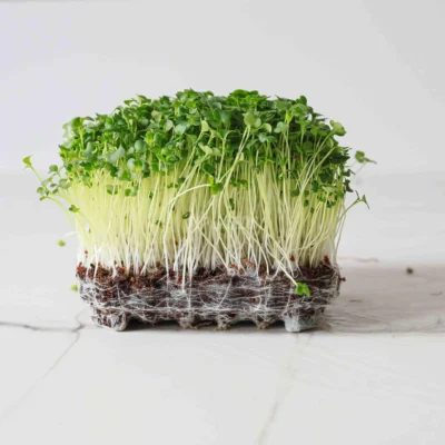 Micro-pousses de brocoli Raab cultivées à partir de nos graines