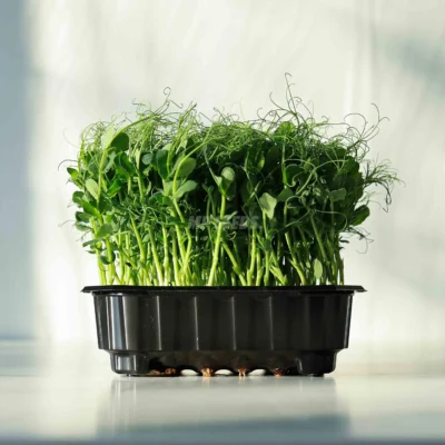Micro-pousses de petits pois Foxy bio, cultivées à partir de graines MP Seeds