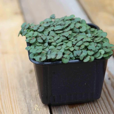 Micro-pousses de périlla shiso rouge cultivées à partir de nos graines