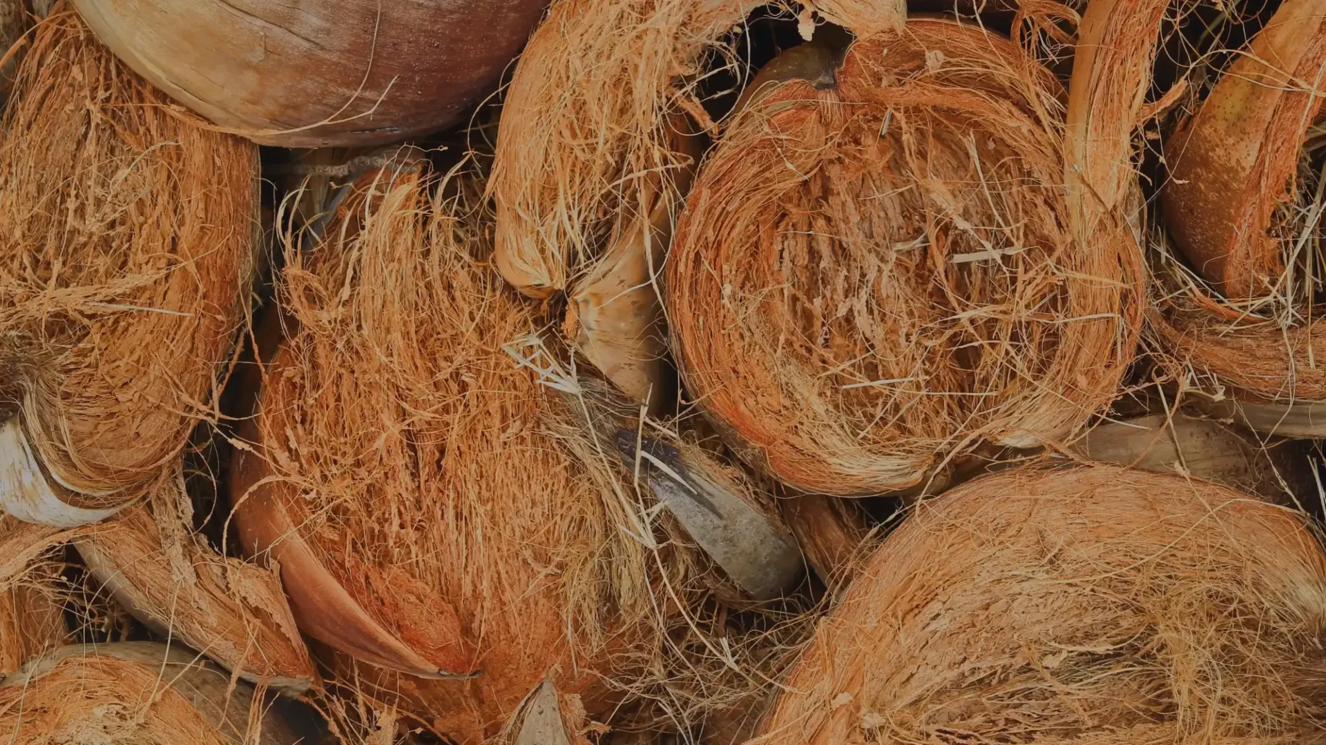 Cocomats : l&rsquo;ingrédient secret pour une culture réussie des micro-pousses