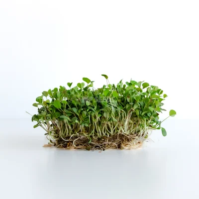Micro-pousses de luzerne cultivées à partir de graines MP SEEDS.