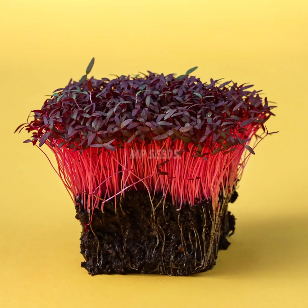 Micro-pousses d’amarante rouge