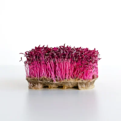 Micro-pousses d’amarante cultivées à partir de graines MP SEEDS.