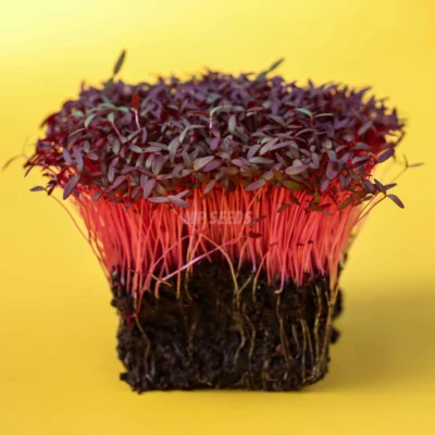 Micro-pousses d'amarante rouge issues de graines MP Seeds