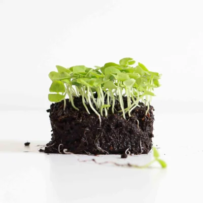 Micro-pousses de basilic italien cultivées à partir de nos graines