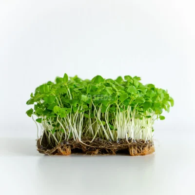 Microgreens de basilic citron cultivés à partir de graines MP SEEDS.