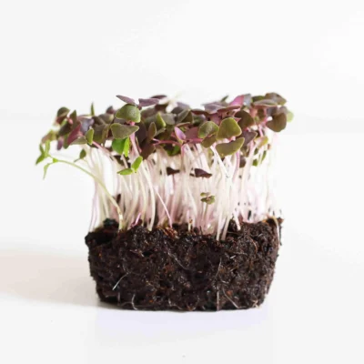 Feuilles de micro-pousses de basilic rouge issues de graines de MP SEEDS