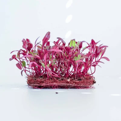 Micro-pousses de betterave « Bulls », cultivées à partir de graines MP Seeds