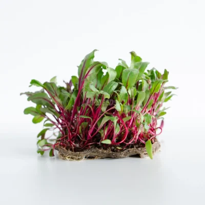 Micropousses de betterave rouge issues de graines de la marque MP Seeds