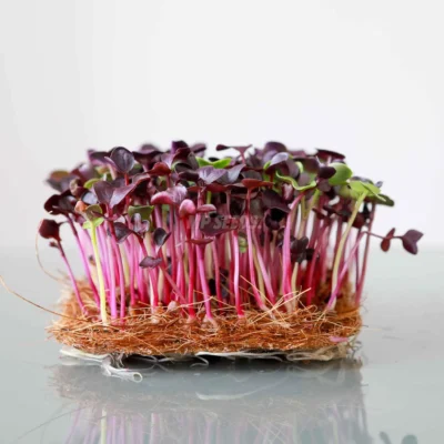 Micro-pousses de radis rouge rambo bio, cultivées à partir de nos graines