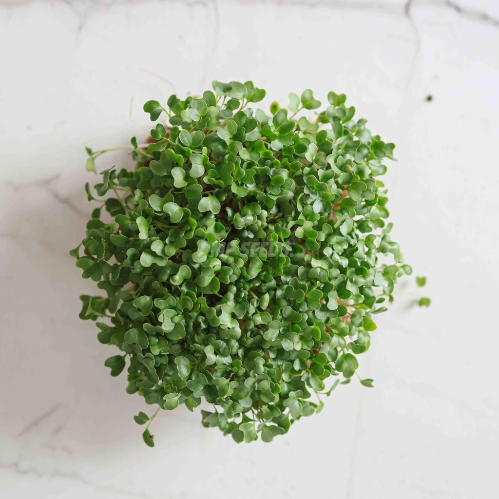 Micro-pousses de brocoli