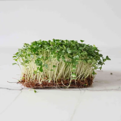 Feuilles de micro-pousses de brocoli calabrese issues de nos graines
