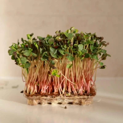 Micro-pousses de sarrasin cultivées à partir de graines MP Seeds prêtes à l'emploi