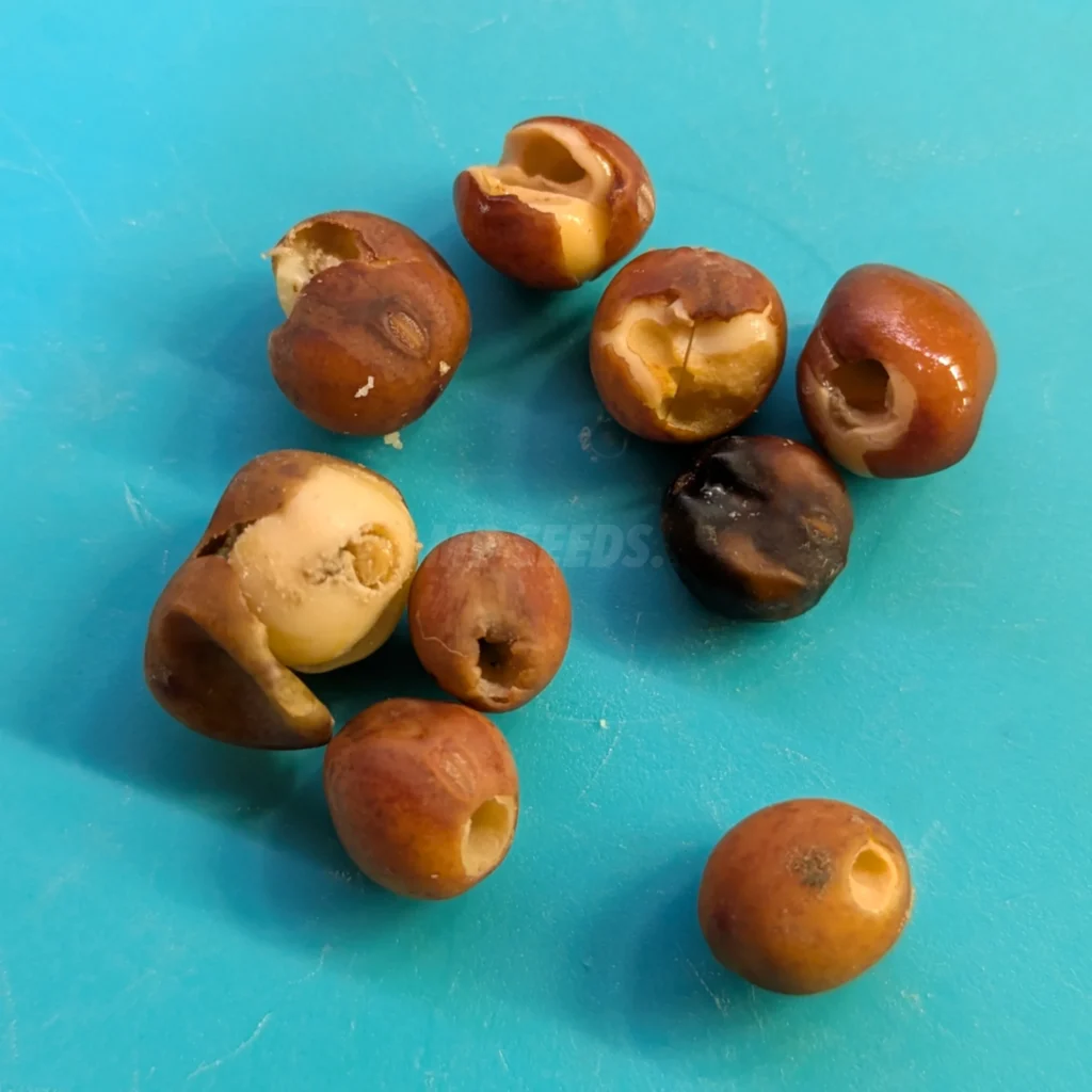 Graines de pois rongées par des vers des haricots.