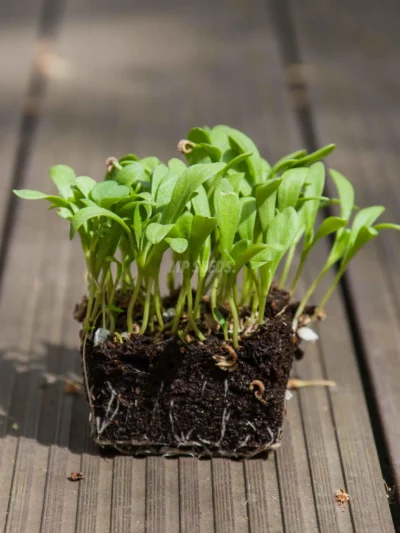 Micro-pousses de calendula « Beauty » de MP SEEDS