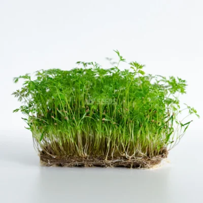 Micropousses de carotte Falla issues de graines MP SEEDS de qualité supérieure