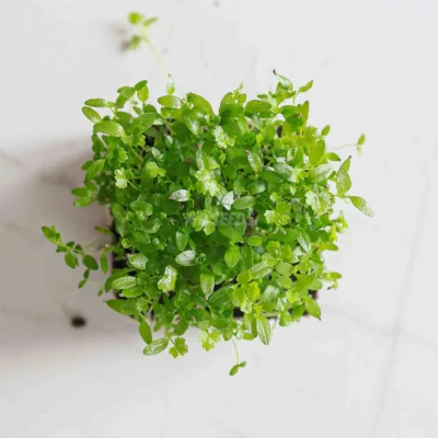 Graines de micro-pousses de céleri à feuilles de MP Seeds