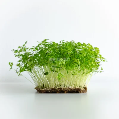 Micropousses de cerfeuil cultivées à partir de graines MP SEEDS