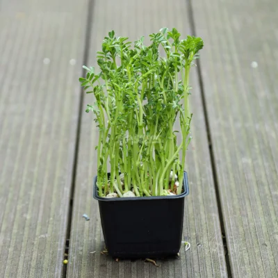 Micro-pousses de pois chiches dans un pot noir
