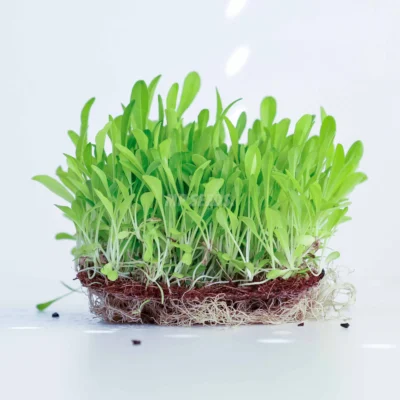 Feuilles de micro-pousses d'endive frisée issues de nos graines