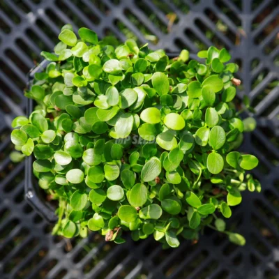 Feuilles de micro-pousses de cèdre de Chine cultivées à partir de graines MP Seeds