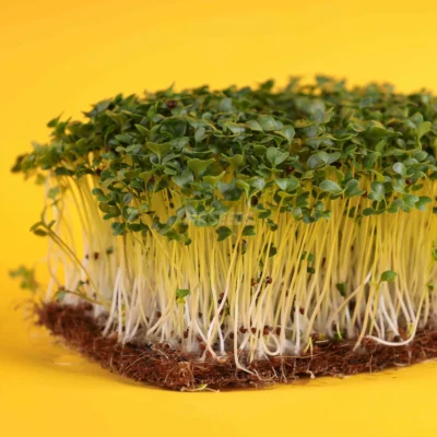 Micro-pousses de moutarde, variété « Cina B », cultivées à partir de graines de MP Seeds