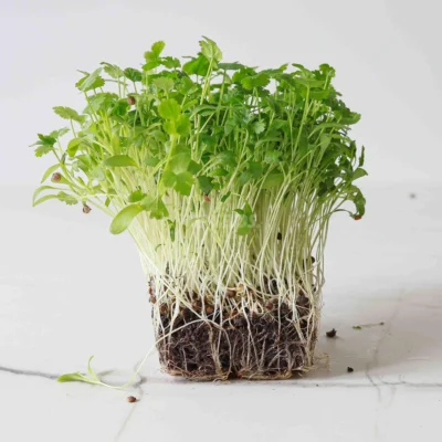 Micro-pousses de coriandre BIO cultivées à partir de graines MP Seeds