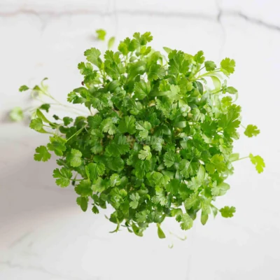 Micro-pousses de coriandre BIO cultivées à partir de nos graines