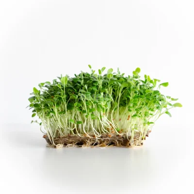 Micropousses de trèfle cultivées à partir de graines MP SEEDS