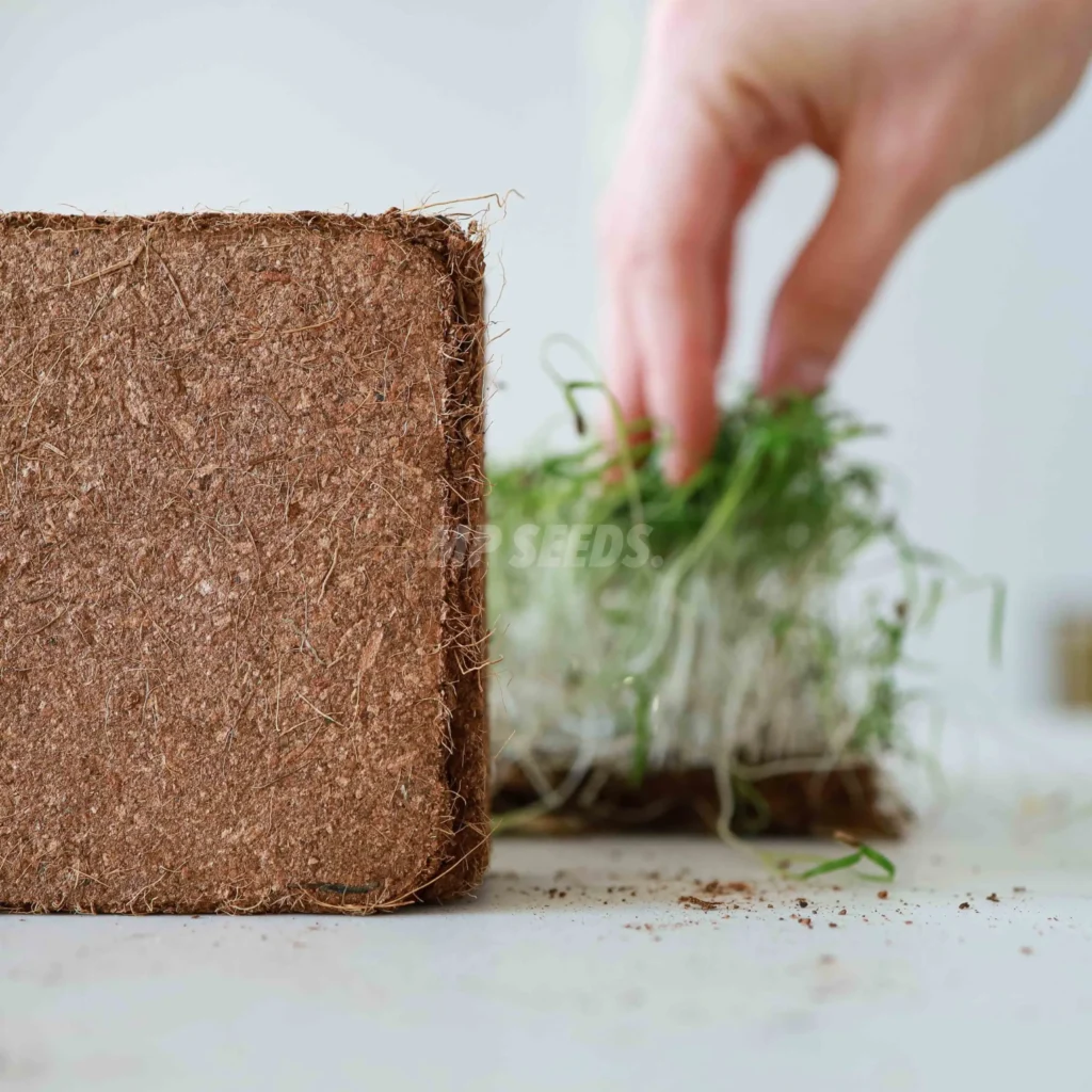 La fibre de coco pour la culture des micro-pousses